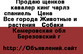 Продаю щенков кавалер кинг чарлз спаниель › Цена ­ 40 000 - Все города Животные и растения » Собаки   . Кемеровская обл.,Березовский г.